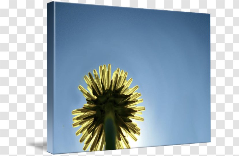 Dandelion Stock Photography Sky Plc - Yellow Transparent PNG