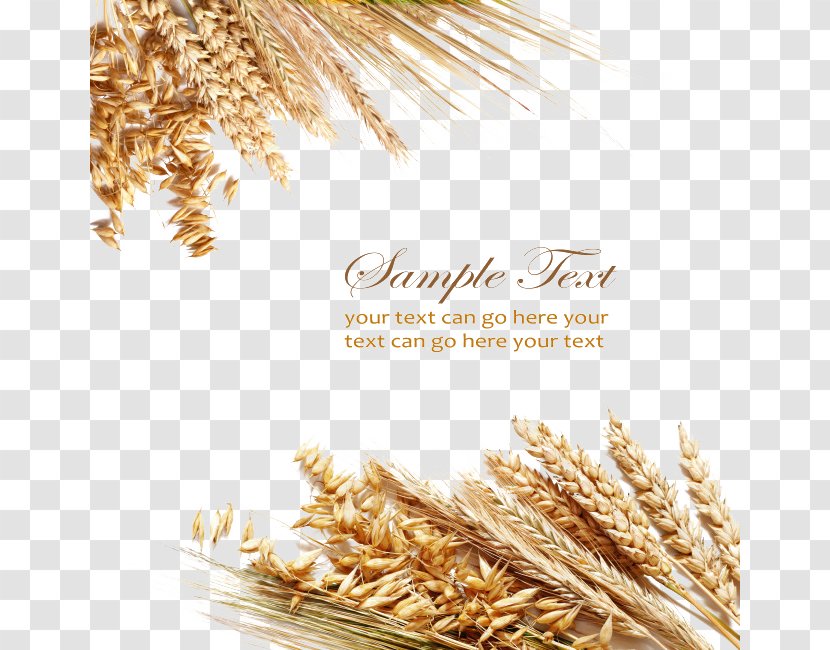 Wheat Berry Cereal Grain Ear - Textured Elements Transparent PNG