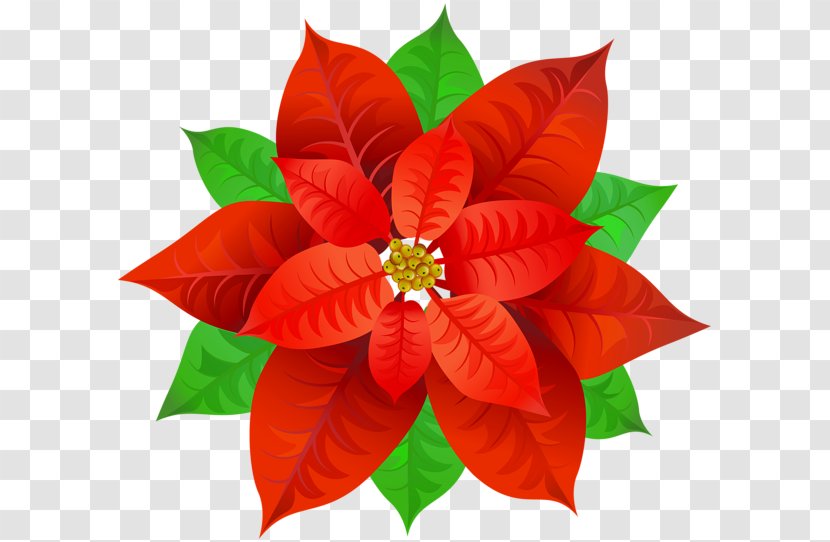 Poinsettia Desktop Wallpaper Clip Art - Flower Transparent PNG