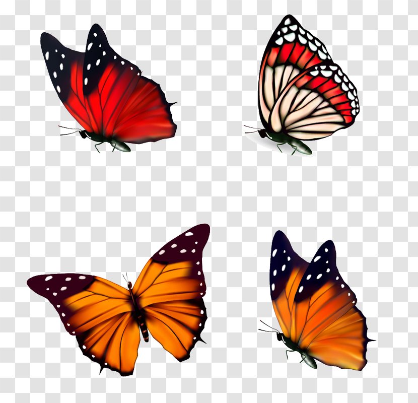 Butterfly Poster Illustration - Floating Transparent PNG