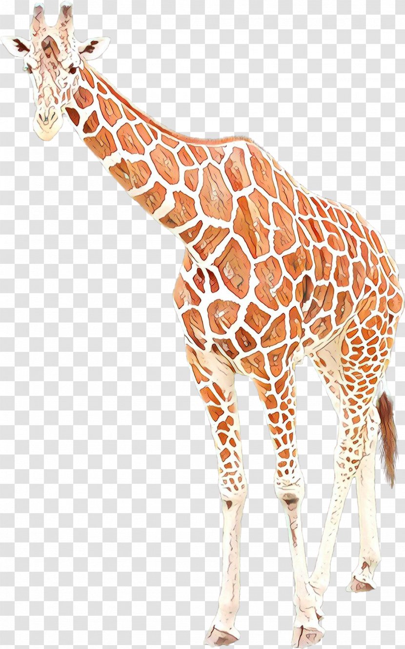 Giraffe Cartoon - Neck - Tail Fawn Transparent PNG