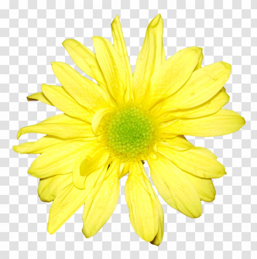 Yellow Flower Chrysanthemum Orange White Transparent PNG