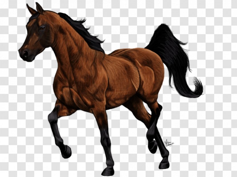 Mustang Foal Stallion Mare Colt - Horse Transparent PNG