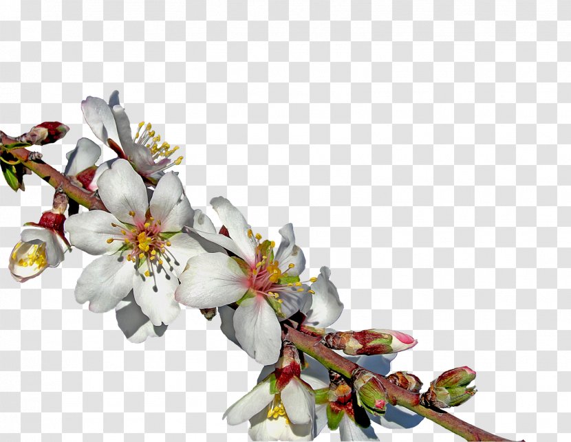 Almond Blossoms Flower Transparent PNG