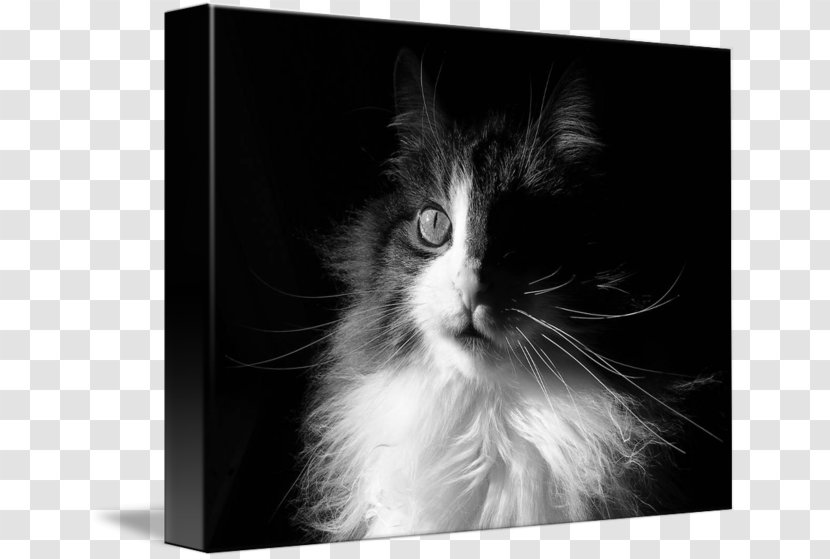 Kitten Whiskers Norwegian Forest Cat Domestic Long-haired Short-haired - Shorthaired Transparent PNG