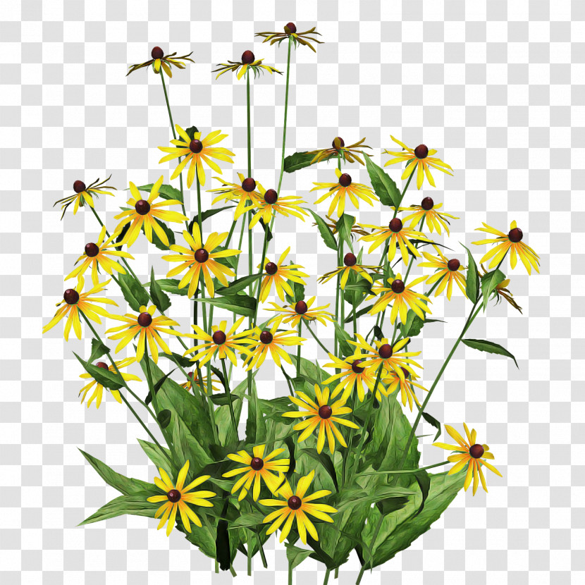 Flower Plant Yellow Wildflower Tickseed Transparent PNG