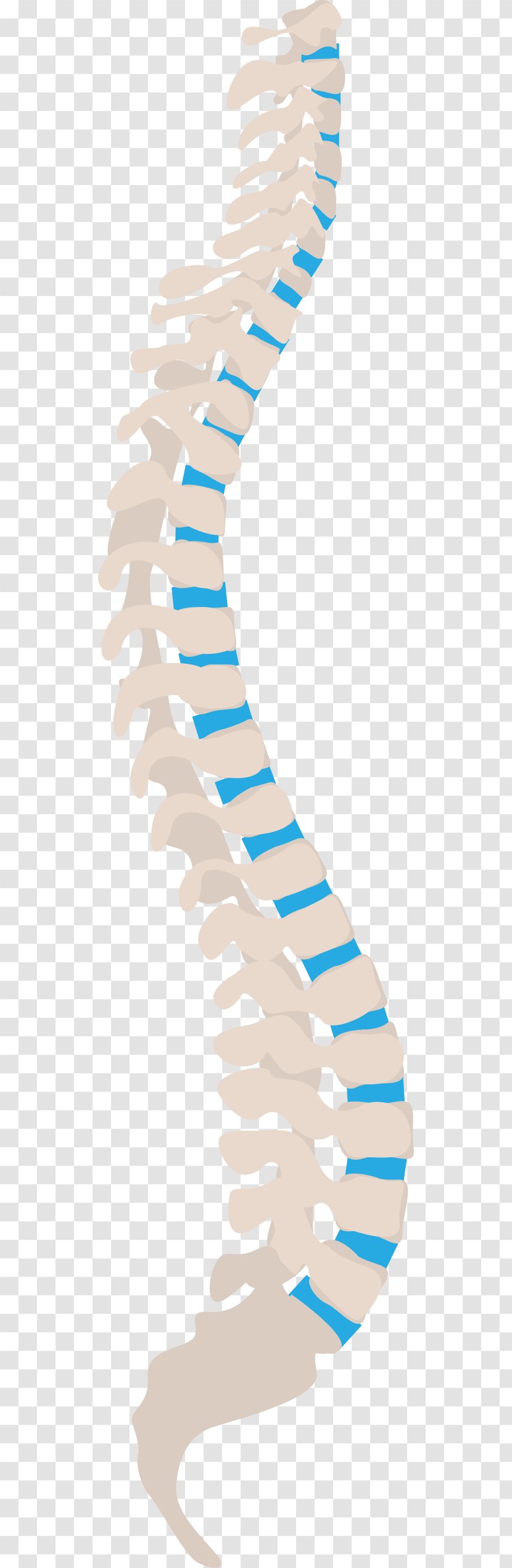 Vertebral Column Spinal Nerve Human Back Neutral Spine Sciatic - Al-mubarak Vector Transparent PNG