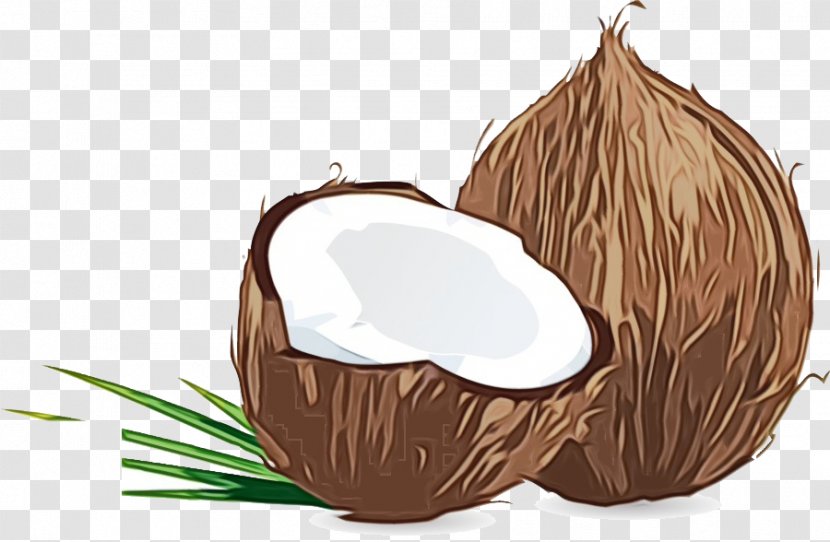 Coconut Tree Cartoon - Water - Plant Transparent PNG