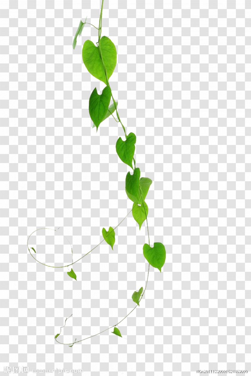 Vine Green Plant Leaf - Organism - Vines Are Available For Free Download Transparent PNG