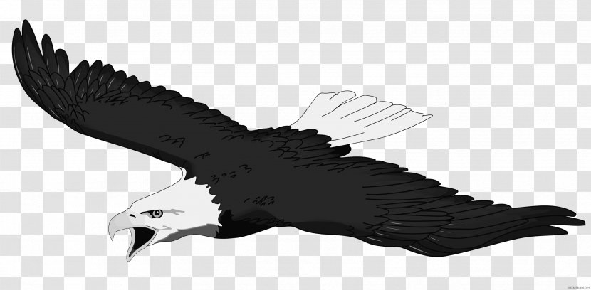 Clip Art Bald Eagle Image Bird - Drawing Transparent PNG