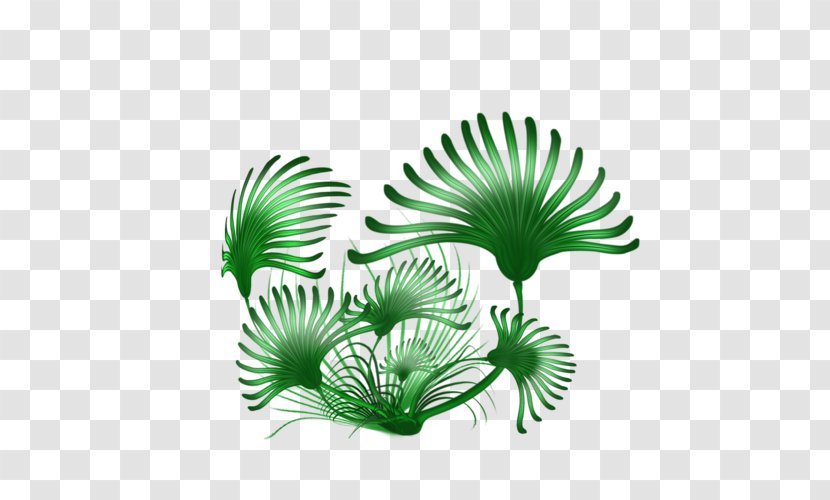 Palm Trees Leaf Branch Plants - Aquarium Decor - Feuille De Plantes Transparent PNG