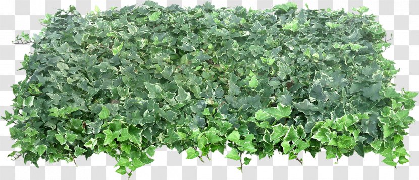 Plant Shrub - Ivy Transparent PNG