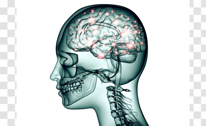 Brain Neuron Topiramate Nervous System Nerve - Tree Transparent PNG