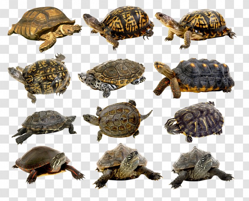 Box Turtles Common Snapping Turtle Tortoise Jabuti Transparent PNG