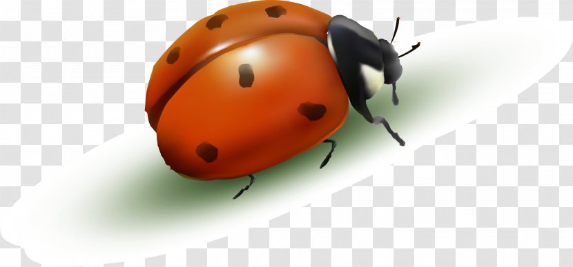 Ladybird Drawing Cartoon - Arthropod - Red Ladybug Transparent PNG