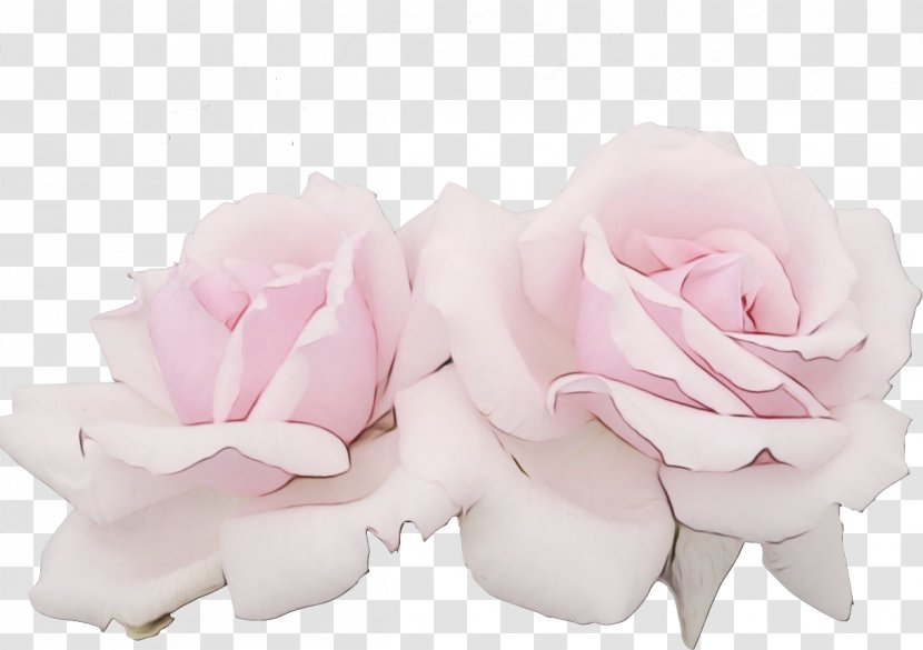 Garden Roses - Wet Ink - Rose Order Plant Transparent PNG