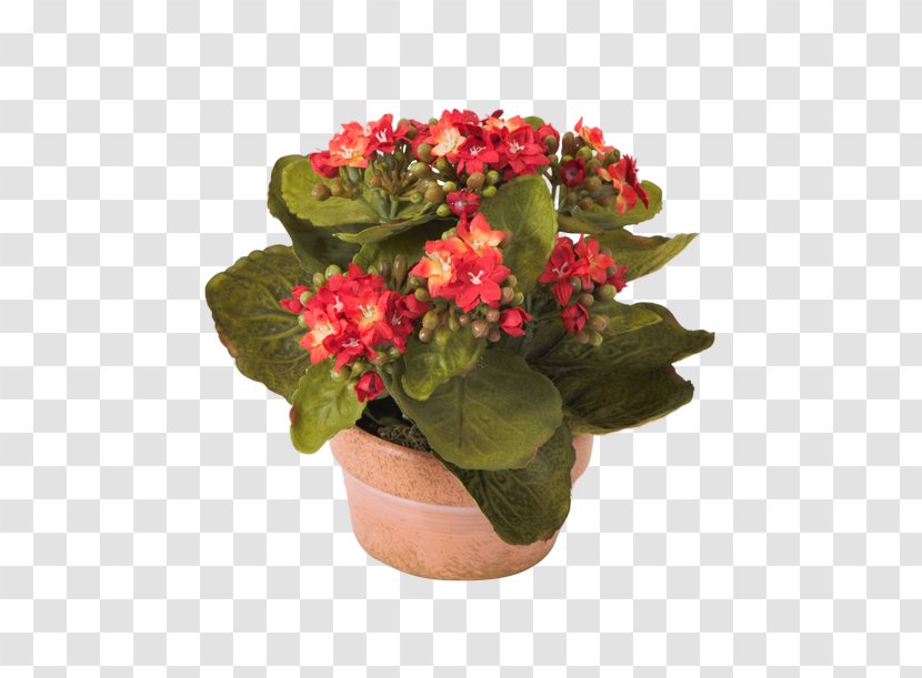 Widow's-thrill Flower Primrose Ornamental Plant Houseplant - Annual - Kalanchoe Succulents Transparent PNG