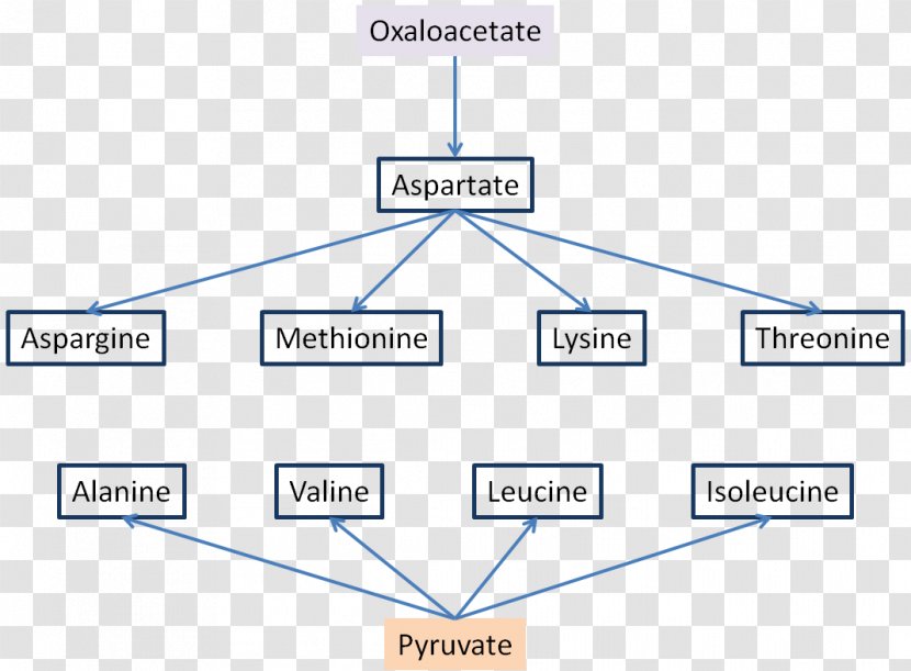 Oxaloacetic Acid Amino Synthesis Organic - Compound - Diagram Transparent PNG