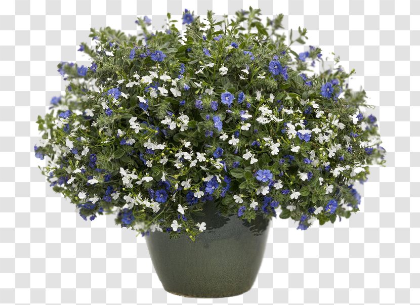 Lobelia Erinus Blue Hanging Basket Annual Plant - Flower - Borage Family Transparent PNG