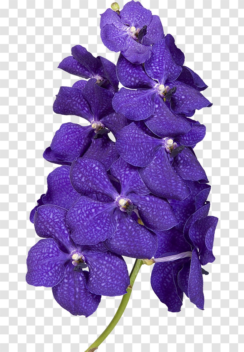TCFlowers Violet Clip Art - Cut Flowers - Flower Transparent PNG