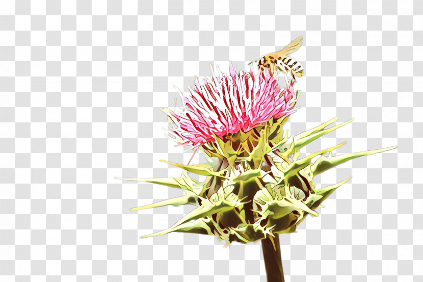 Flower Thistle Plant Burdock Pink Transparent PNG