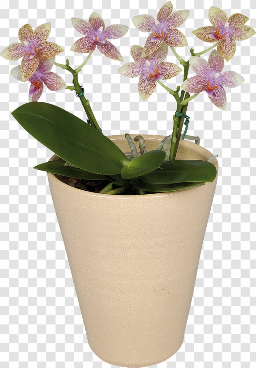 Moth Orchids Flower Houseplant - Floriculture - Orchid Transparent PNG