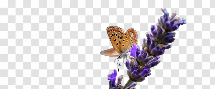 English Lavender French Insect Transparent PNG