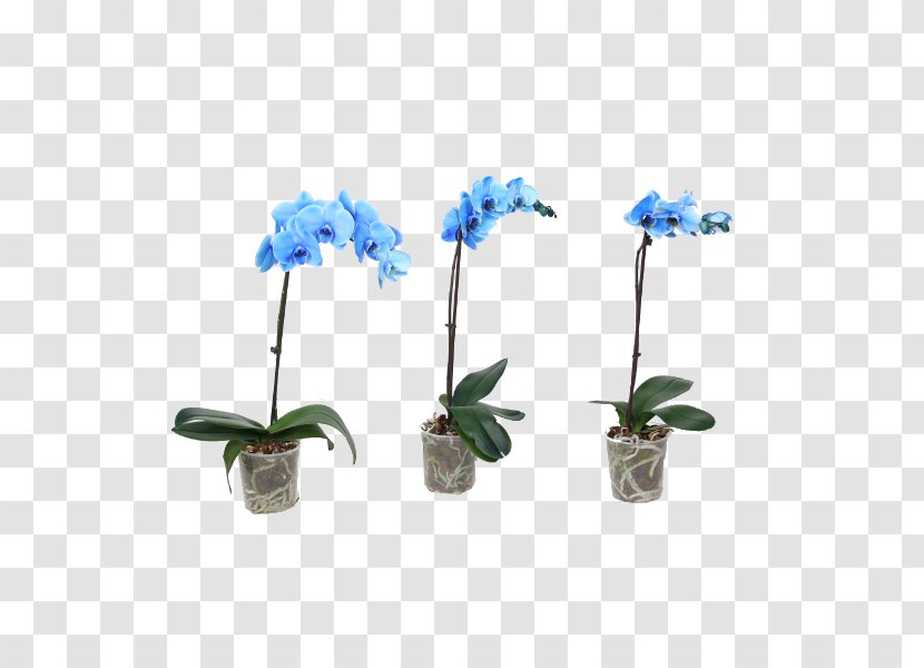 Moth Orchids Blue Impatiens Houseplant Plants - Orchid Transparent PNG