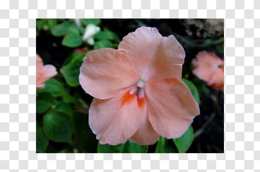 Impatiens Annual Plant Herbaceous Flower - Flowering Transparent PNG