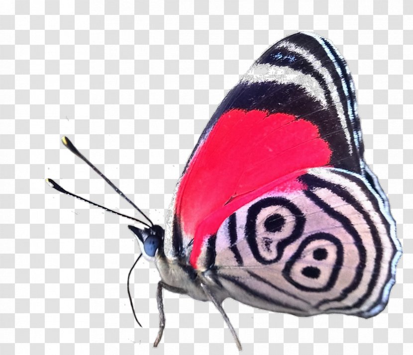 Butterfly Moth Diaethria Phlogea Clymena Euclides Transparent PNG