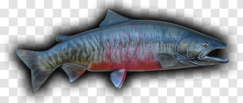 Coho Salmon Chum Fish Products Cod - Milkfish Transparent PNG