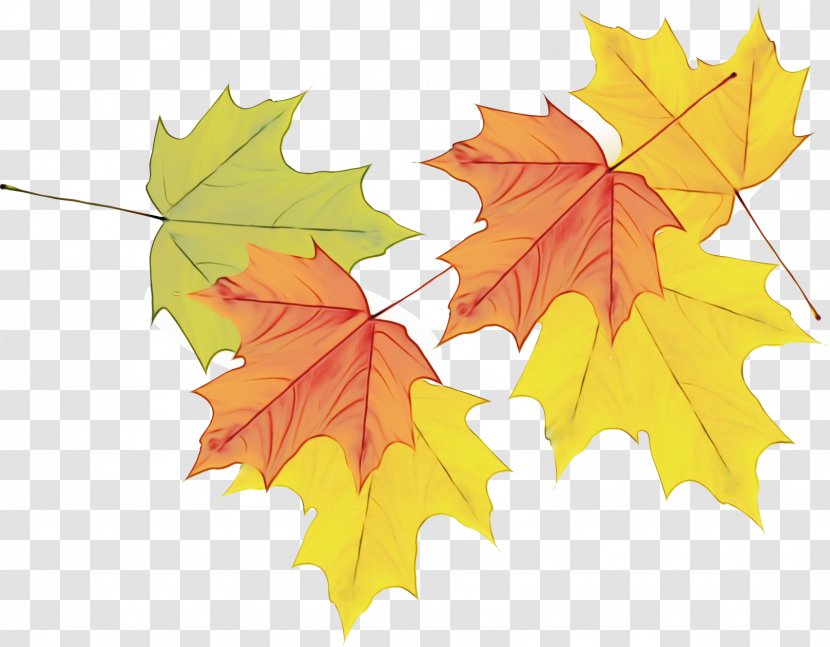 Maple Leaf - Deciduous - Plant Transparent PNG