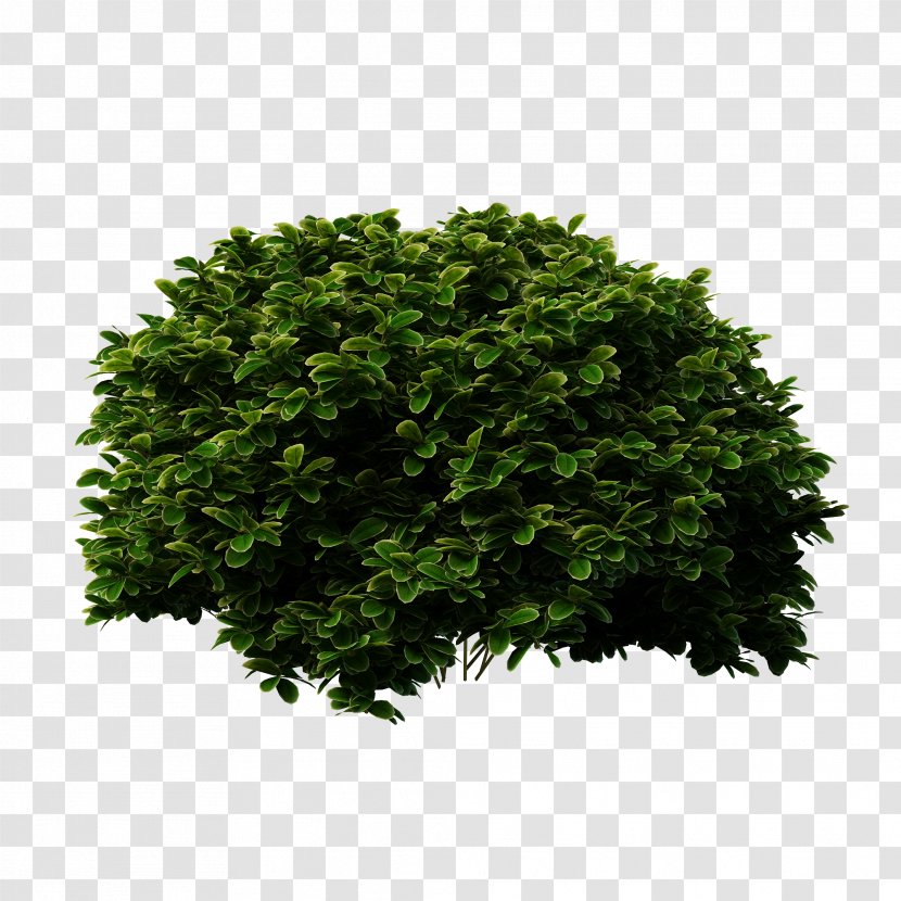 Shrub Tree Evergreen Bridal-wreaths - Grass - Shrubs Bush Transparent PNG
