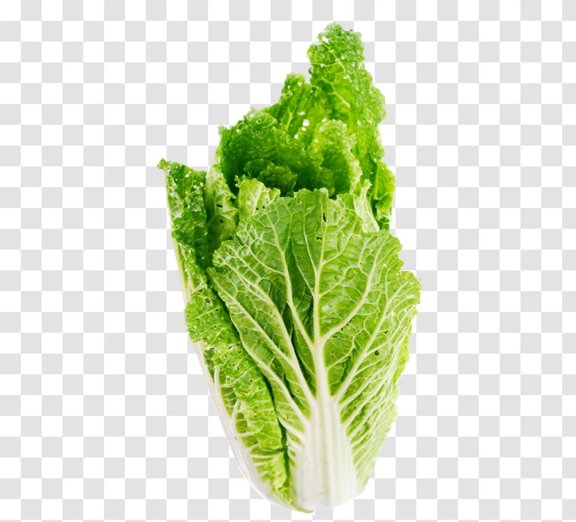 Celtuce Butterhead Lettuce Leaf Vegetable - Red - Cabbage Transparent PNG