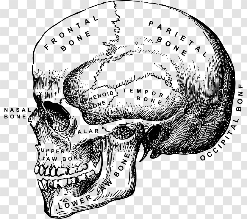 Human Anatomy Body Skull Head And Neck - Organism Transparent PNG