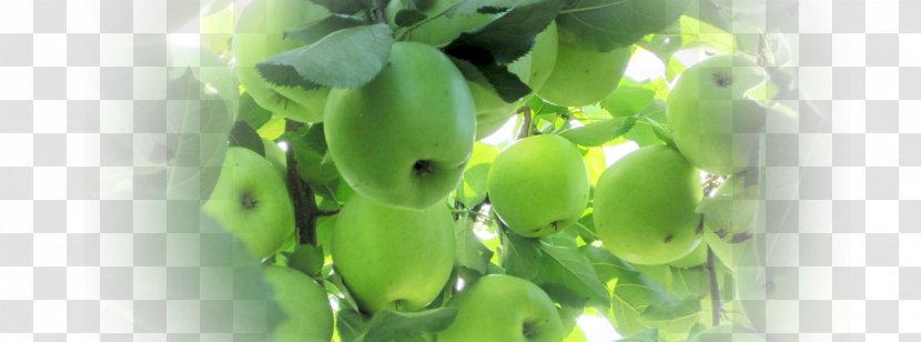 Green Leaf Plant Stem Fruit - Fresh Ingredients Transparent PNG