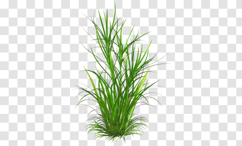 Weed Lawn Grass Ornamental Plant Clip Art Transparent PNG