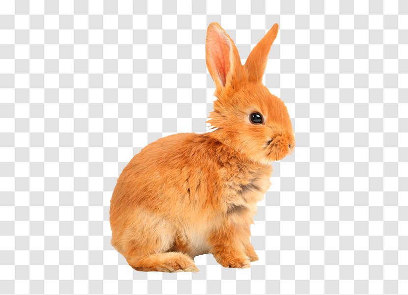 Domestic Rabbit European Hare Sticker - Mammal Transparent PNG