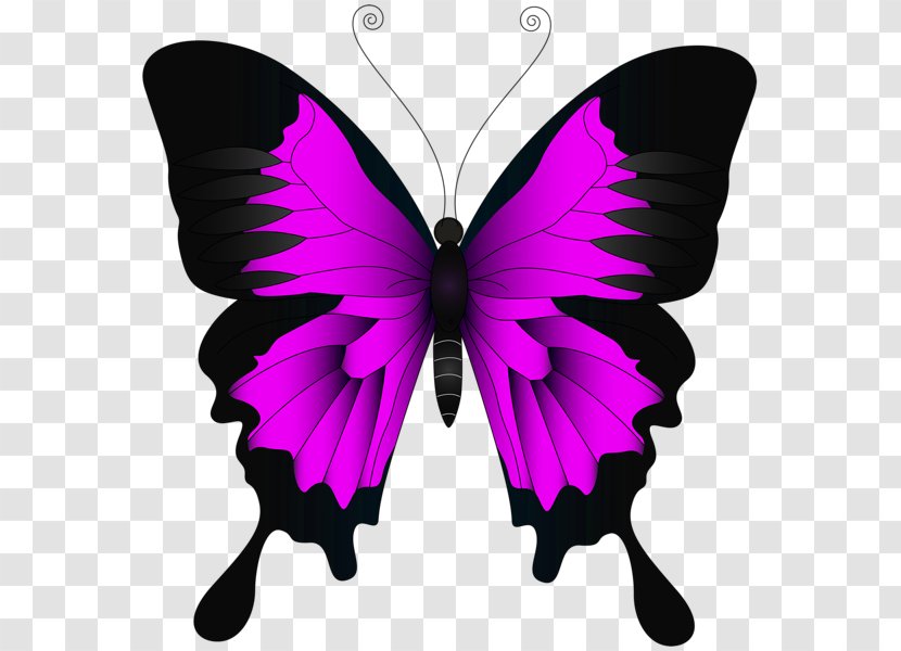 Butterfly Insect Green Clip Art - Invertebrate - Pink Transparent PNG