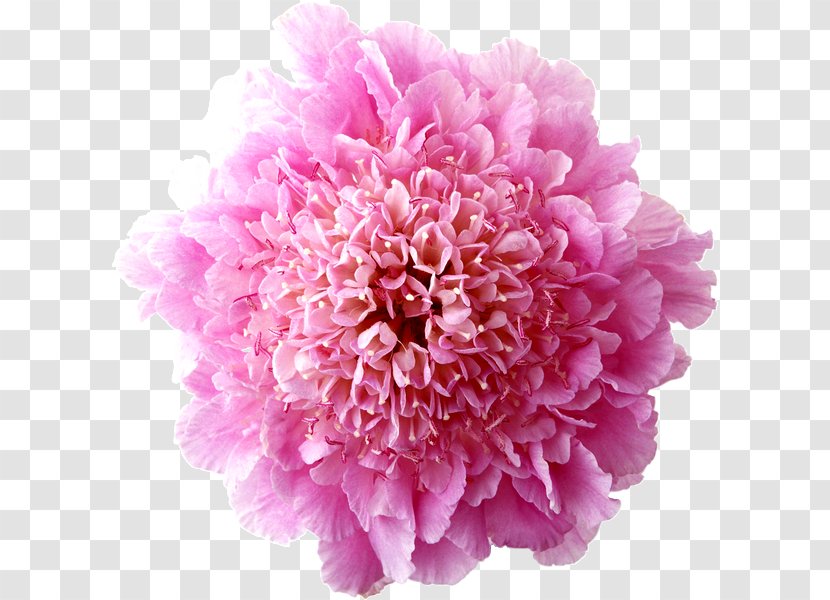 Flower Designer - Pink Transparent PNG