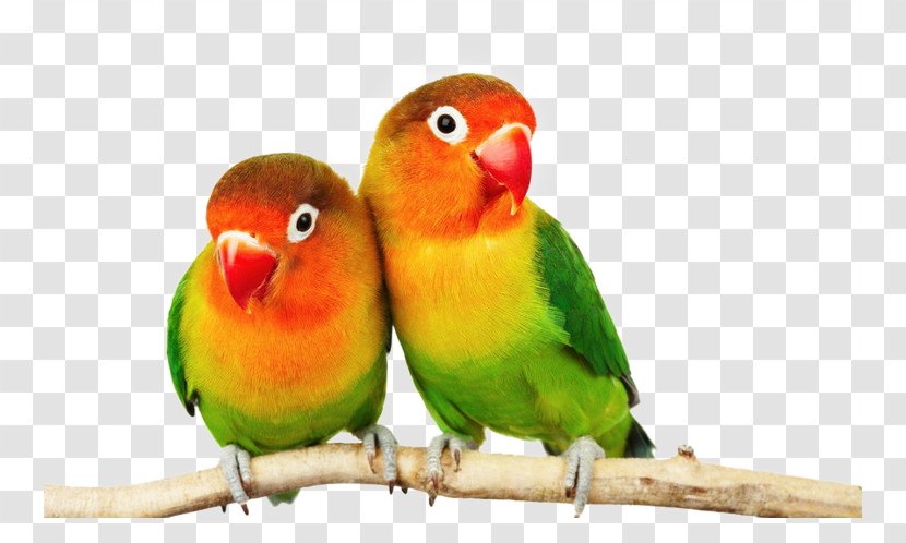 Fischers Lovebird Cockatoo Budgerigar Cockatiel - Parakeet - Parrot Transparent PNG