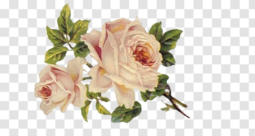 Flower Rose Vintage Clothing Clip Art - Garden Roses - Peony Transparent PNG