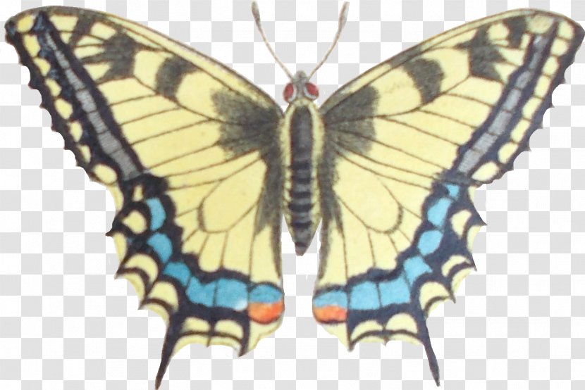 Monarch Butterfly Gossamer-winged Butterflies Silkworm Brush-footed - Symmetry Transparent PNG