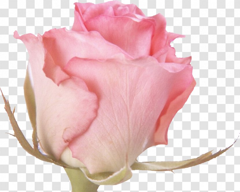Rose Flower Pink Desktop Wallpaper Clip Art - Plant Transparent PNG