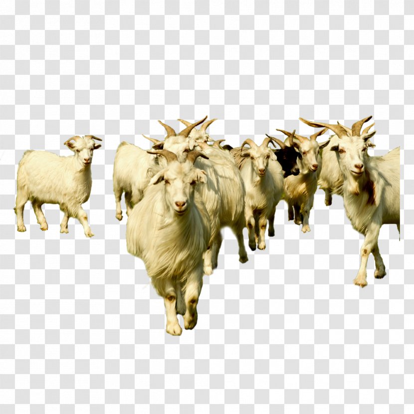 Goat Sheep Cattle - Herder - Herd Of Goats Transparent PNG