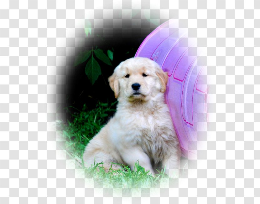 Golden Retriever Labrador Goldendoodle Puppy Dog Breed - Love Transparent PNG
