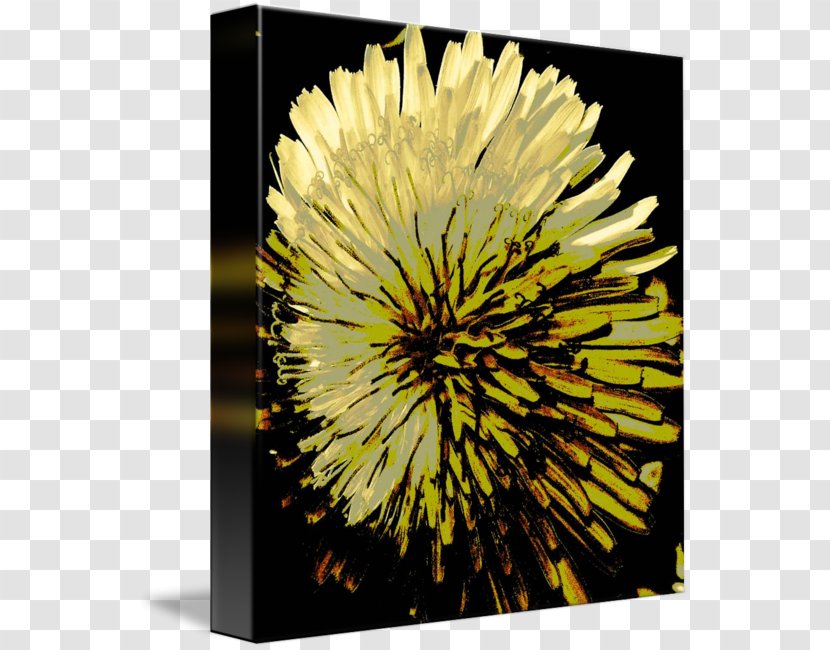 Dandelion Stock Photography Sunflower M Chrysanthemum - Chrysanths Transparent PNG