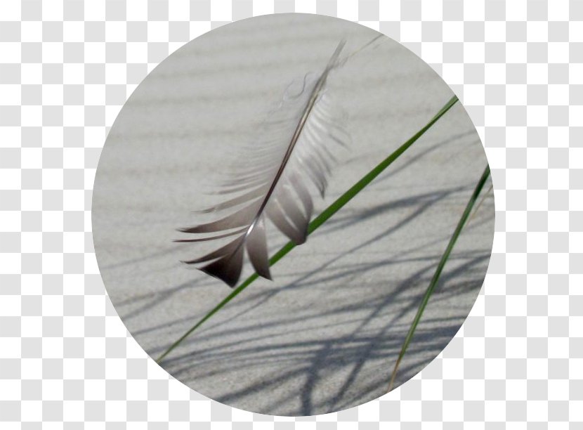 Feather - Wing Transparent PNG