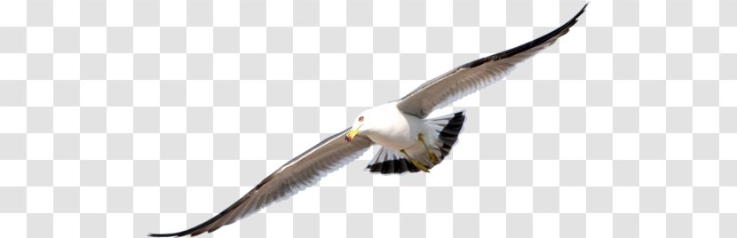 Bird Clip Art - Of Prey Transparent PNG