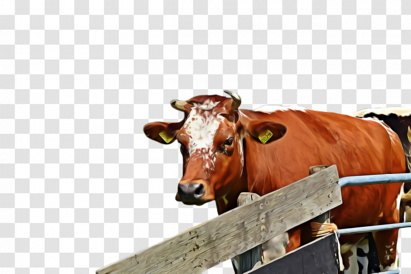 Bovine Livestock Snout Cow-goat Family Ox Transparent PNG